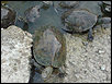 Χελώνες γλυκού νερού στην Σκάλλα Ερεσσού (Ερεσός)