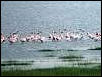 Flamingos in Kalloni Lesvos Island