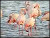 Flamingos in Kalloni - Lesbos Island