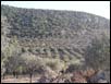 Olive Grove in Gavatha - Lesvos