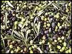 Olives from Lesvos Island
