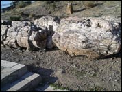 Petrified Forest Sigri Lesvos Island