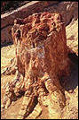 Petrified Forest Sigri Lesbos Island